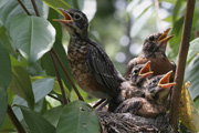 The Robin family