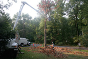 Tree removal