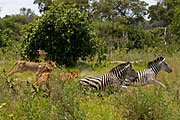 visit to Okavango