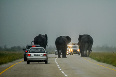 On the
              main road outside Gweta