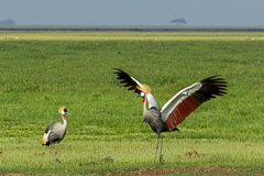 Amboseli National Park, Kenya